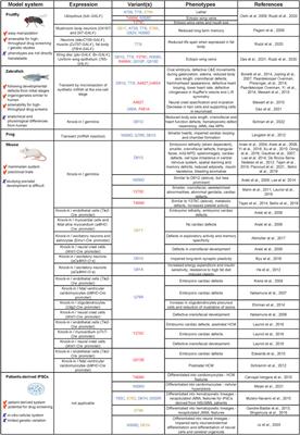 Modeling (not so) rare developmental disorders associated with mutations in the protein-tyrosine phosphatase SHP2